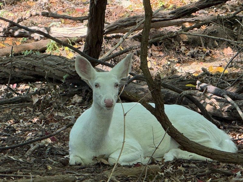 A rare white albino deer recently seen throughout Farmington Hills has died after being hit by a vehicle, city officials said.