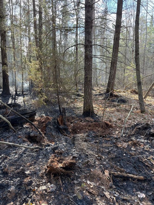 Woodland burned by the Mapes Fire is seen on May 5, 2026.