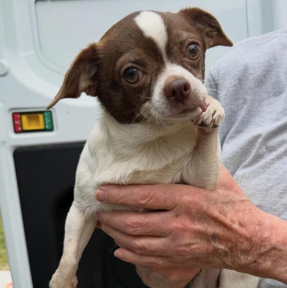 The Little Traverse Bay Humane Society assisted Kalkaska County Animal Control on May 7, 2026 with the surrender and removal of a large group of Chihuahuas. Fifteen of them are now in the shelter's care.