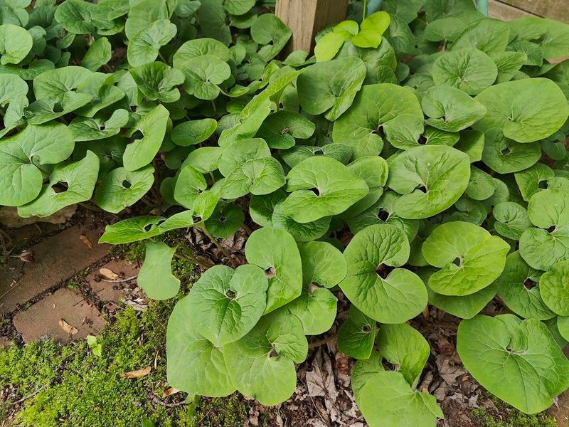 Canadian wild ginger plants are about eight to ten inches tall.
