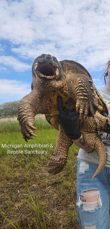 Doug the Tank was recovered near Lake Michigan, the Michigan Amphibian & Reptile Sanctuary announced Monday, May 11.