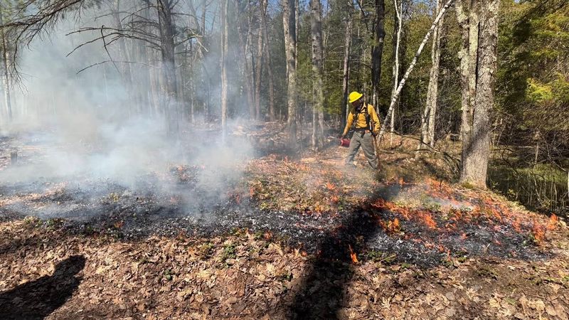 A firefighter uses a torch to ignite material at Sleeping Bear Dunes National Lakeshore.
