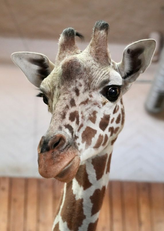 The Detroit Zoo welcomed Nguvu, the zoo announced on Wednesday, May 13.
