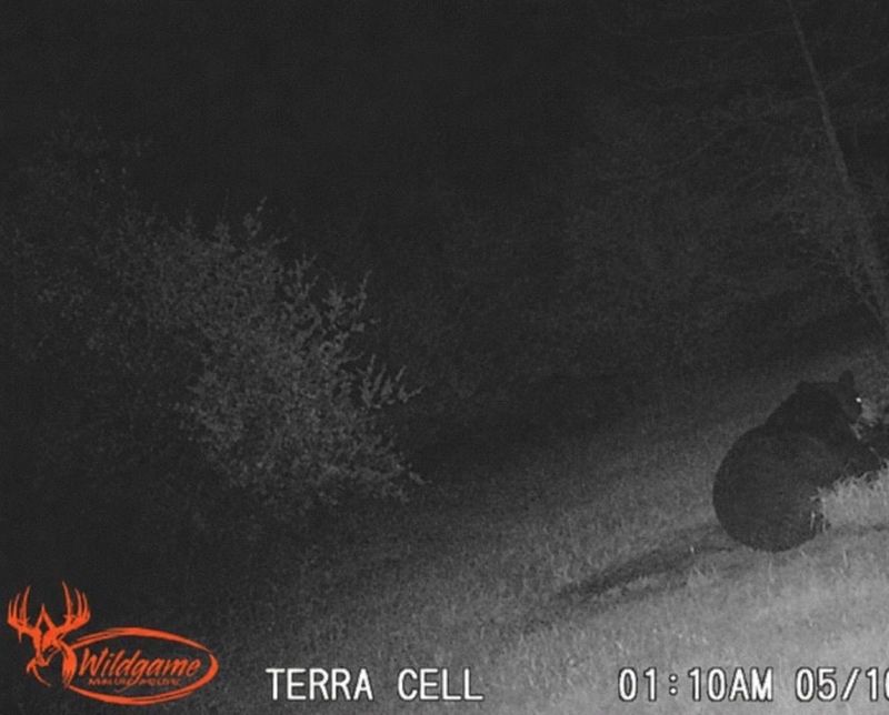 Trail camera images show a black bear moving through the property of Shane Nolff in Carleton in the early morning hours of May 10, 2026.