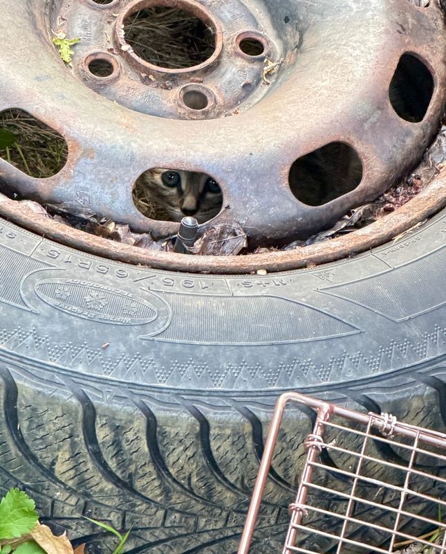 “Tire kitty,” later named Libby, peers out from inside a tire on May 6, 2026 in St. Clair as volunteers searched for days to safely rescue the underweight kitten after the rest of the litter had already been captured.