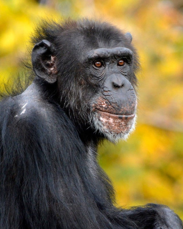 Abby, a 42-year-old chimp, was euthanized this week at the Detroit Zoo following a decline in her health, officials said.