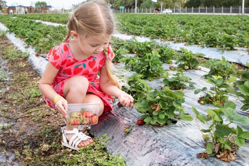 Experts say the best time to pick berries is in the morning when the fruit is cool.