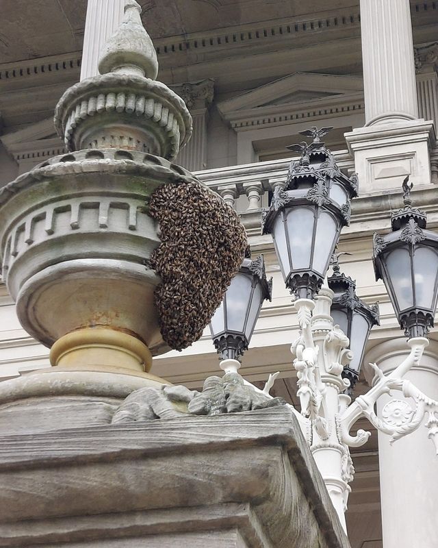 A swarm of honeybees landed on a finial atop the stairs on the west side of the Michigan Capitol Building in downtown Lansing on Monday, May 18, and were removed by a beekeeper.