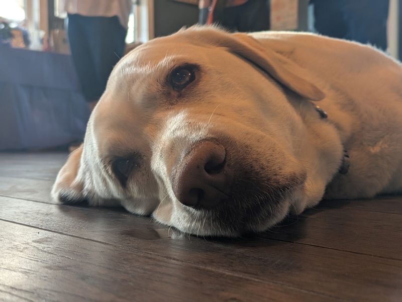 Many domestic violence victims with pets will not leave without them and some may return to the abuser because they are concerned for their pet’s safety.
