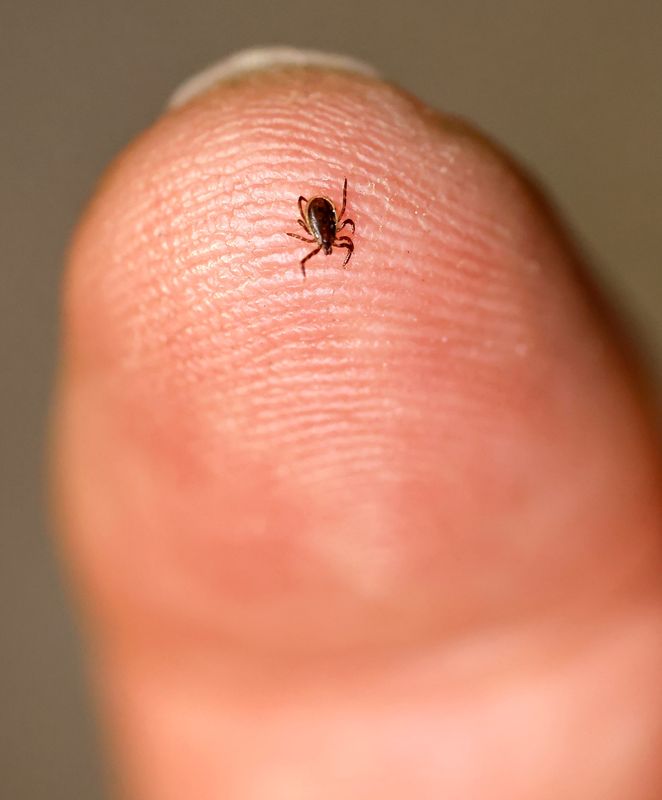 Deer tick nymph, which is the most dangerous carrier of Lyme disease on Thursday May 21.
