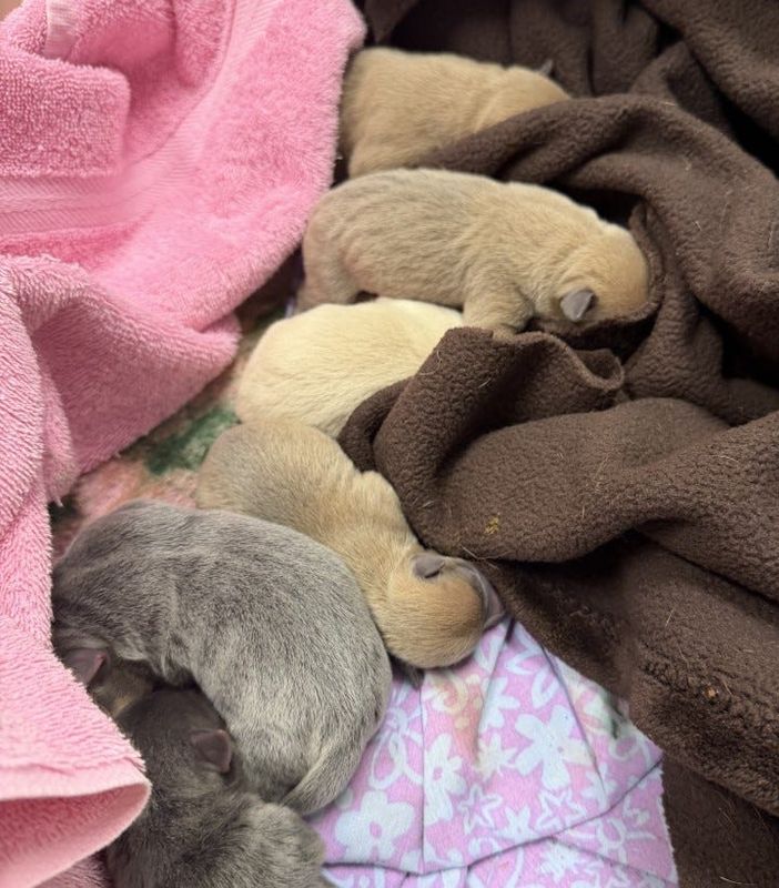 Some of the new puppies now in the care of the Capital Area Humane Society.