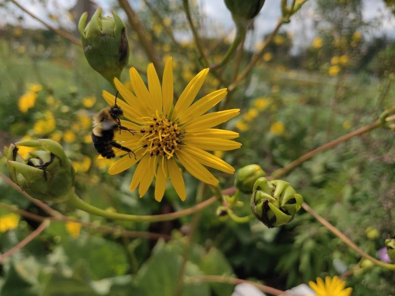 Prairie dock can grow to seven feet tall or more and have dozens of flowers.