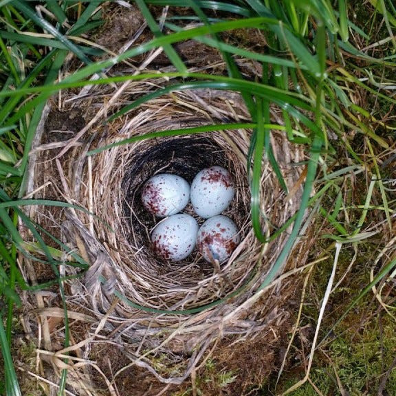 One way to support wildlife habitat is to delay mowing and haying in the spring to protect bird species that nest directly on the ground.