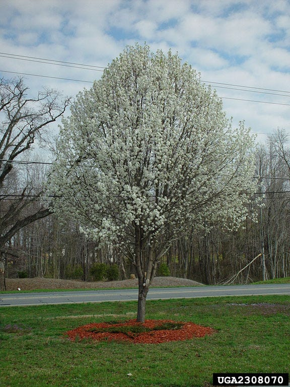 Callery pear trees, with their small white flowers in the spring, were often planted for ornamental purposes in urban areas.
