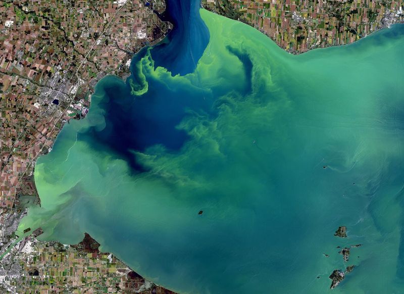 A harmful algal bloom in western Lake Erie is captured by the Landsat 8 satellite on September 26, 2017.