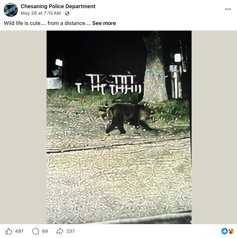 The Chesaning Police Department shared a cropped image of a bear seen walking through the village's Showboat Park on May 25, 2026.