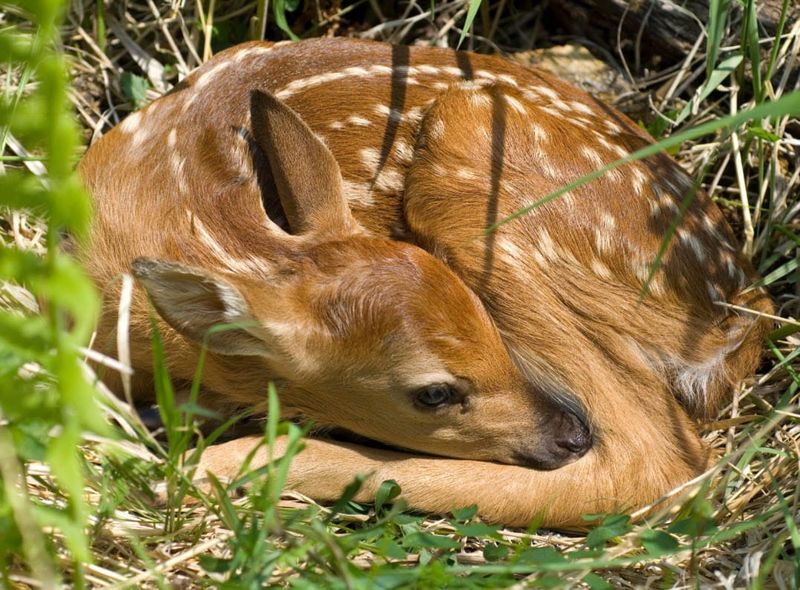It's not uncommon for fawns to be left alone for hours at a time. The Michigan DNR recommends people stay away, and keep their pets away, until the mother doe returns for her offspring.