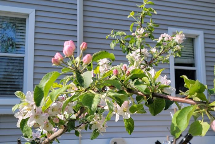 Adam the Apple Tree in the author's garden celebrates its winter professional pruning with a record crop of blossoms: a prolific start to the spring gardening season.