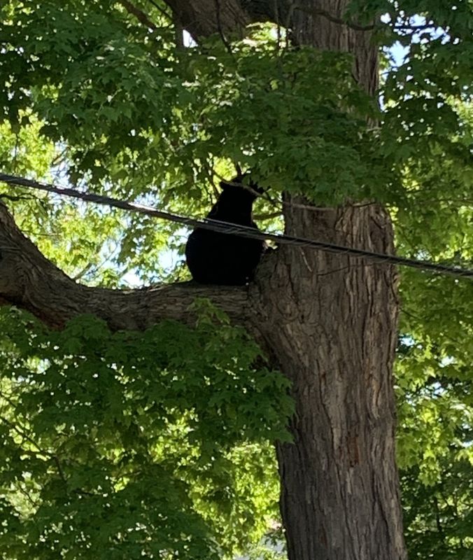 A black bear was spotted in a tree in the city of Mt. Pleasant on Tuesday, city officials said.