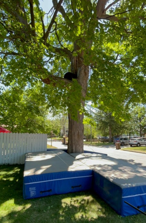 Pole vault pads borrowed from Mt. Pleasant High School placed under the tree to cushion the fall of the 150-pound black bear found in Mt. Pleasant on June 2.