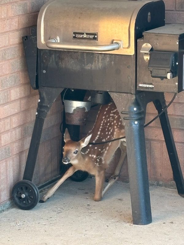 A fawn was found under a grill at a Michigan State Police post in Jackson.