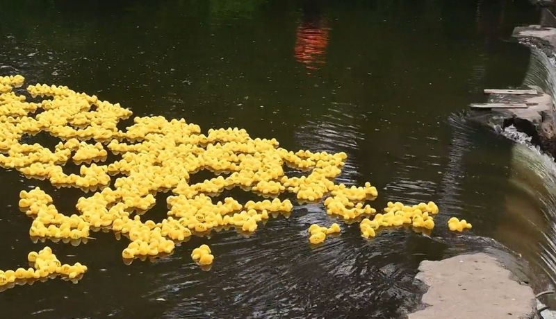 John Rohloff / Coldwater Exchange Club Duck Race tales place Saturday at Waterworks Park beginning at 11 a.m. to 2 p.m.