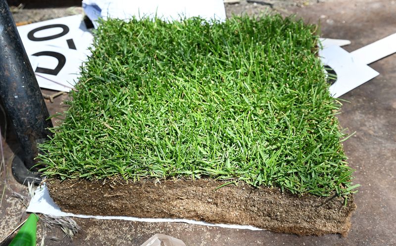 FIFA spent $6 million to $7 million over five years for Michigan State University and the University of Tennessee to do research and develop turf grass like this for installation at the FIFA World Cup stadiums for the upcoming matches, MSU sod guru John "Trey" Rodgers III said.
