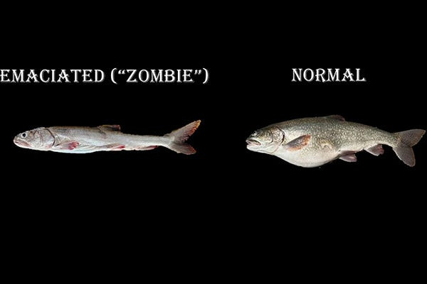 An emaciated “zombie” siscowet lake trout captured near the deepest point of Lake Superior compared to a typical siscowet.