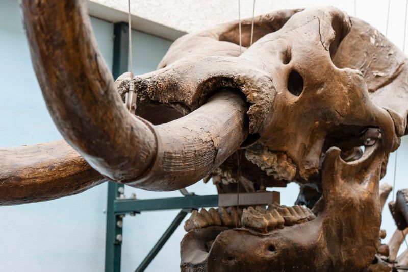 A mastodon named Elmer sits on display at Levinson Hall on the Oakland Community College Highland Lakes Campus in Waterford on Wednesday, June 10, 2026. The college is donating and moving the mastodon, which has been on display since 1982, to the Cranbrook Institute of Science.