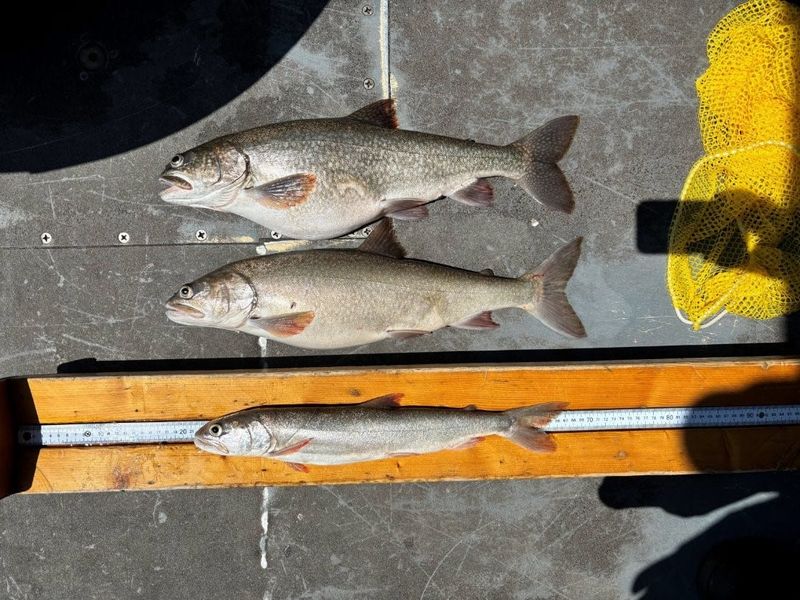 Fisheries researchers are finding more emaciated lake trout in Lake Superior. The so-called "zombie fish" are about half the weight of their healthy counterparts.