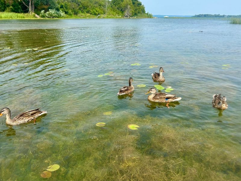 Wetlands are important for waterfowl, which depend on wetlands for food, breeding grounds and stopover habitats during migration.