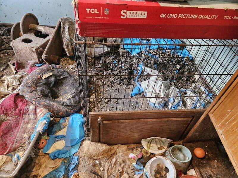 More than 100 cats, many dead, removed from Lapeer County home in May. First responders who entered the home reported feeling dizzy and developed headaches, officials said.