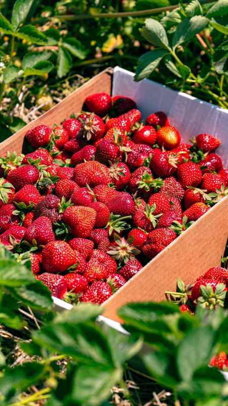 Strawberry season is underway in southwest Michigan and Blake's Farms in Armada is celebrating with its annual Strawberry Festival June 20 and 21.