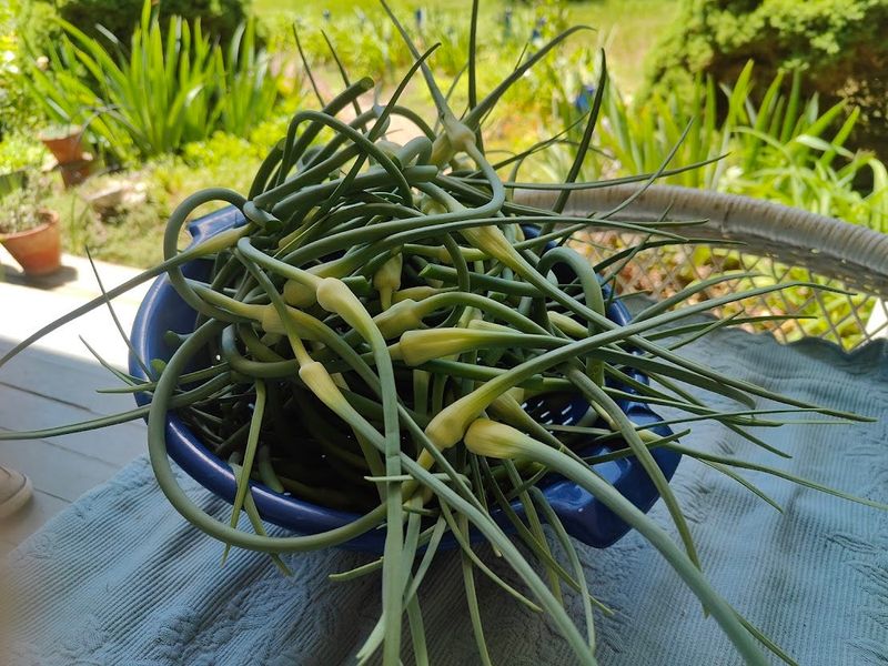 Garlic scapes are a delicious part of growing your own garlic. The swollen part is where the bulbils will develop.