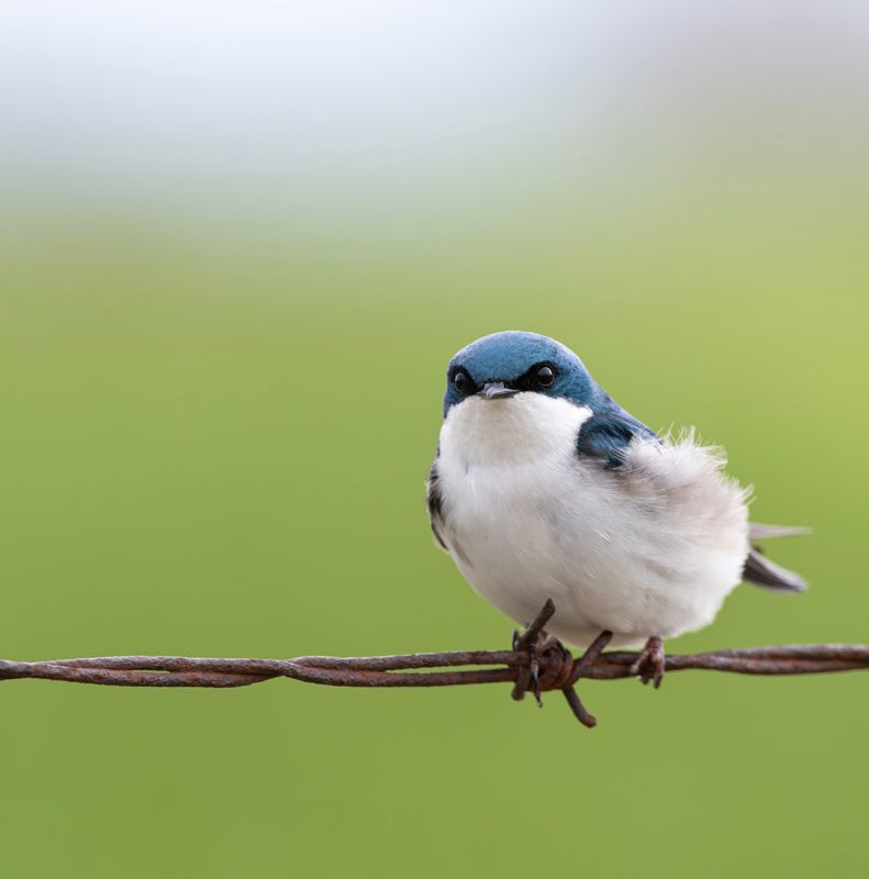 Tree swallows at Bird Canada's Long Point Bird Observatory are shrinking. University of Michigan researchers say insect decline is the cause.