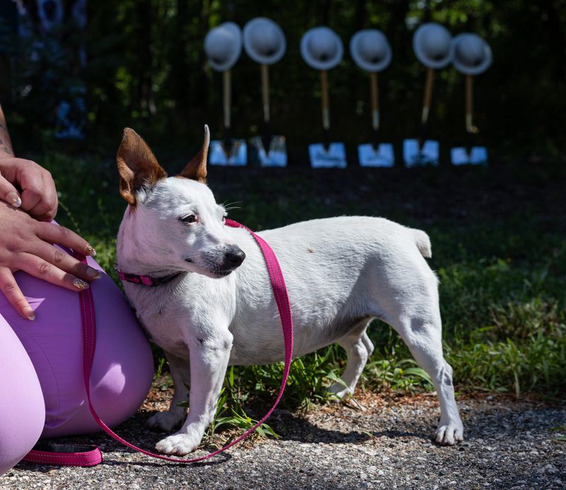 Harbor Humane Society celebrates the groundbreaking of the nonprofit's new adoption center on Tuesday, June 23, in West Olive.