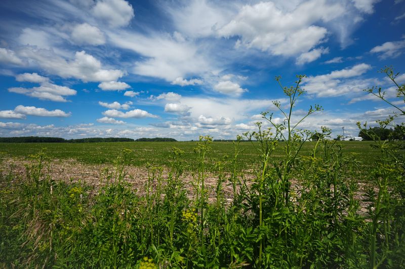 Farmland at the intersection of West Columbia and College Roads, where a data center could go in Vevay Township, seen Tuesday, June 23, 2026.