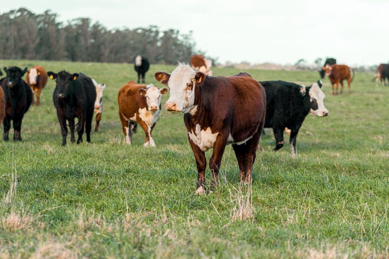 The Michigan Department of Agriculture and Rural Development (MDARD) is seeking public input on two proposals that would establish bovine tuberculosis testing requirements in some Northern Michigan counties. 