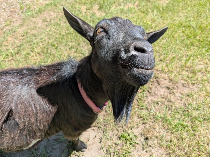 A goat greets visitors at Deer Tracks Junction on May 30, 2026.