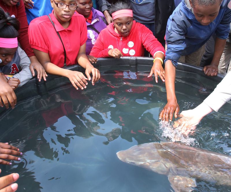 Middle school students from Bunche Preparatory Academy participate in the Second Annual Sturgeon Day at Milliken State Park at 1900 Atwater St. in Detroit Tuesday, May 17, 2016. The finale to the experience is seeing a Sturgeon up close. This is presented to the students  by a partnership between the Detroit River International Wildlife Refuge and Fisheries Division Alpena Fish and Wildlife Conservation OfficeWaterford Substation, United States Geological Survey, Michigan Sea Grant, the Michigan Department of Natural Resources and the Detroit RiverFront Conservancy. 
Regina H. Boone/Detroit Free Press