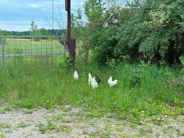 Clinton County Animal Control is investigating a chicken-dumping incident. Anyone with information is asked to call (989) 224-5116.