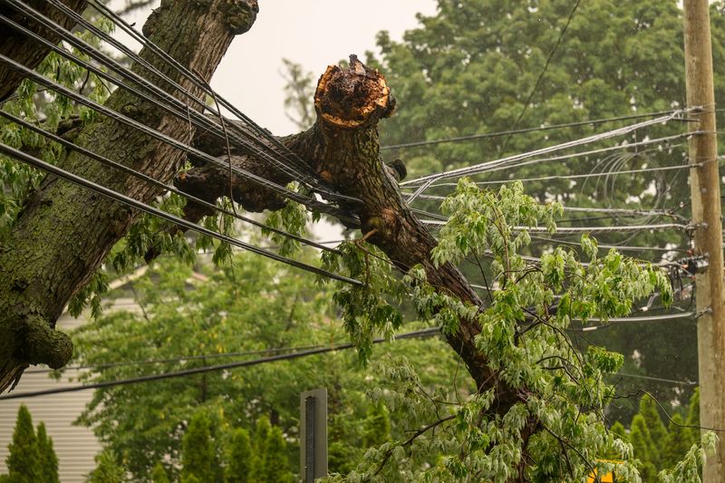 A large tree branch rests on power lines on South Knowles Street near East Hudson Avenue in Royal Oak, July 5, 2026.