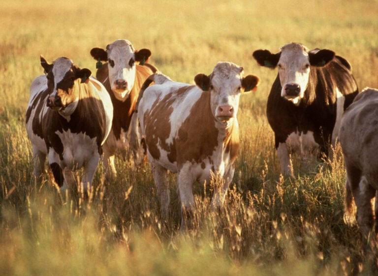 “Trust in USDA reports has suffered among traders, analysts and farmers following deep staff losses and after the agency significantly underestimated corn acres last year. USDA also delayed a quarterly agricultural trade report and excluded findings that pointed to tariffs as a reason for a forecast increase in the agricultural trade deficit, which analysts said raised questions about its objectivity," reported Tom Polansek of Reuters.