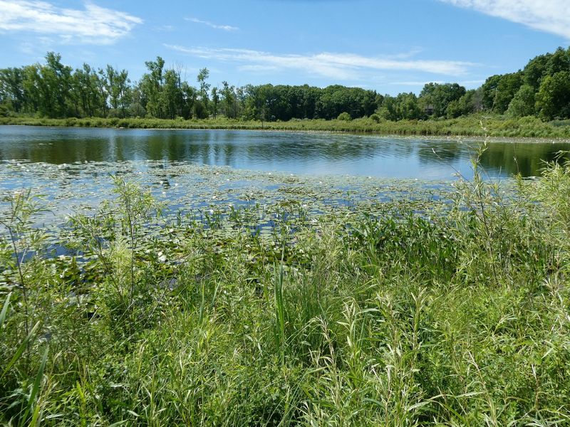 This 0.2-acre waterfront parcel on Buckhorn Lake, near Holly, is available as part of an upcoming Michigan DNR public lands auction.