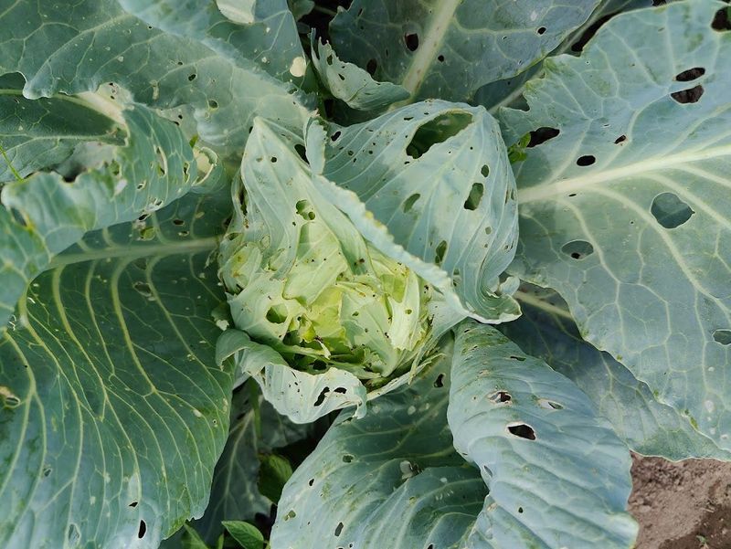 More than one species of cabbage worms may be present on a plant.