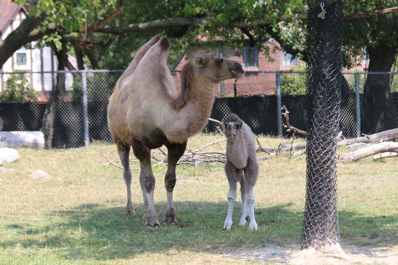 Nine-year-old Bactrian camel Suren gave birth to a 125-pound female calf named Rusi on July 31, 2017.