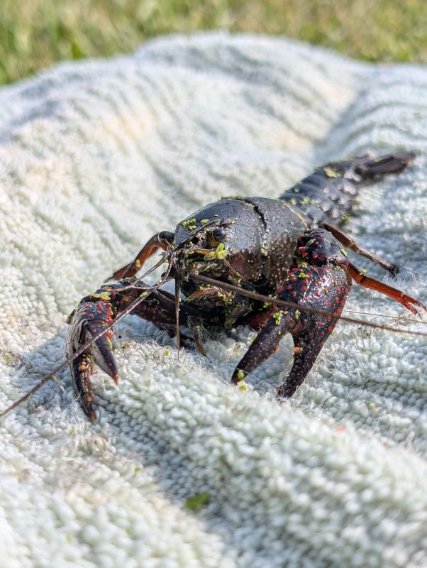 Red swamp crayfish are considered an invasive species in Michigan.
