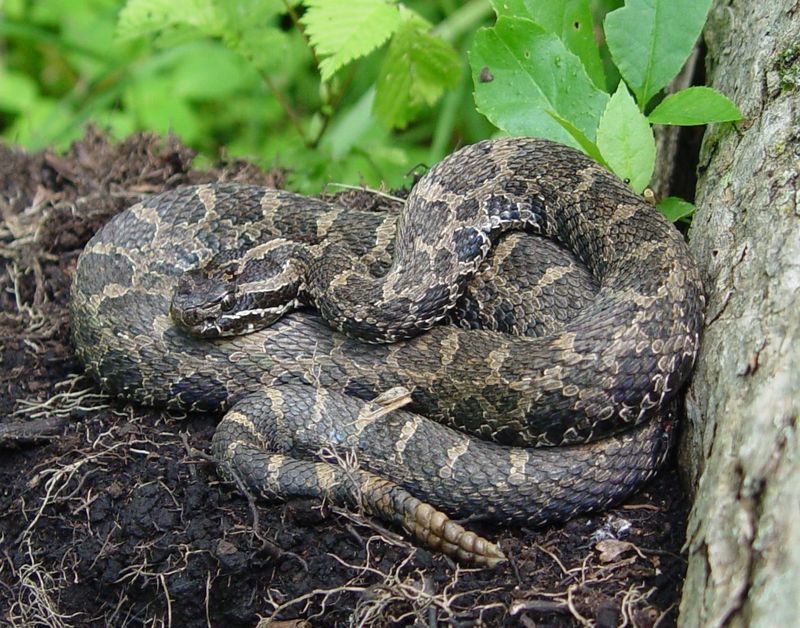 Michigan is a stronghold for the eastern massasauga rattlesnake, which is both state and federally threatened under the Endangered Species Act.