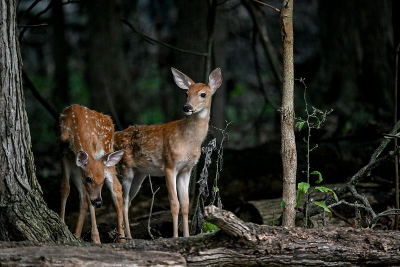 Two fawns emerge from the woods at Holly Park on Wednesday, Aug. 12, 2026, in Lansing.