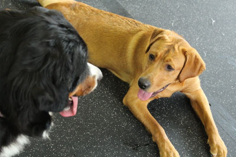 Ella and Rose look at each other during a break at Paw Grounds at 4060 E. Grand River Ave. in Genoa Township on Aug. 13, 2026.